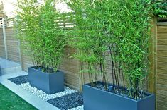 three blue planters with bamboo trees in them on the side of a wooden fence