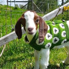 a brown and white goat wearing a green sweater in the grass next to a fence