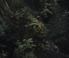 a large tree in the middle of a forest with lots of green leaves on it