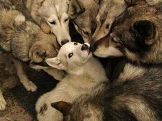 a group of husky puppies playing with each other