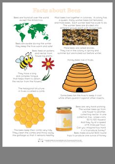 an info sheet describing the different types of bees and how they are used to make their own honeys