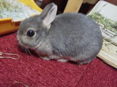 a small gray rabbit sitting on top of a red rug next to a pair of scissors