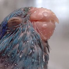 a close up of a bird with water droplets on it's face