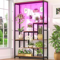 a display case filled with potted plants in front of a pink wall and window