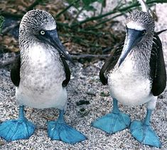 two birds standing next to each other on the sand