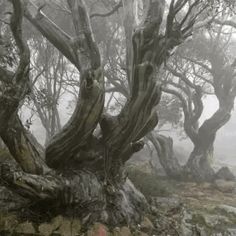 an image of foggy trees in the woods with rocks and grass on the ground