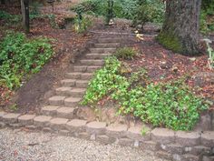 the steps lead up to the tree in the yard are covered with plants and dirt