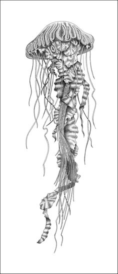 a black and white drawing of a jellyfish with long tentacles hanging from it's back