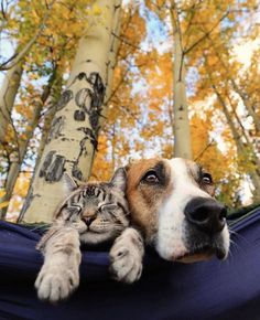 a dog and cat laying next to each other on a hammock with trees in the background