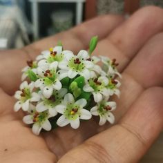 small white flowers in the palm of someone's hand