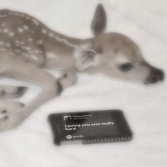 a baby deer laying on top of a bed next to an electronic device