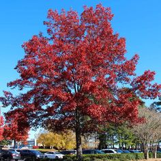 a red tree in the middle of a parking lot with cars parked on the side