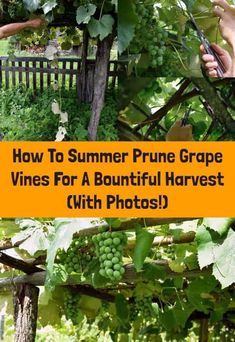 how to summer prune grape vines for a beautiful harvest with photos? cover image