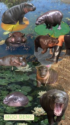 there are many different types of hippopotamus in the water