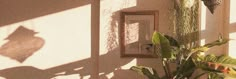 a potted plant sitting next to a light switch on a wall in front of a window