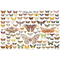 an image of butterflies and moths on a white background with the words, butterfly of the world