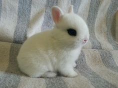 a small white rabbit sitting on top of a couch