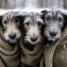 three dogs wrapped up in blankets looking at the camera with snow falling all around them