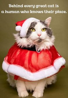 a cat dressed up like santa clause with a caption that reads, behind every great cat is a human who knows their place