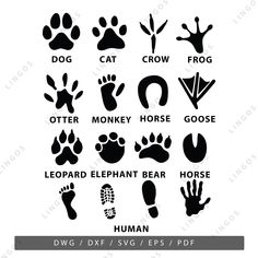 the different types of animal footprints and foot prints for dogs, cats, and other animals