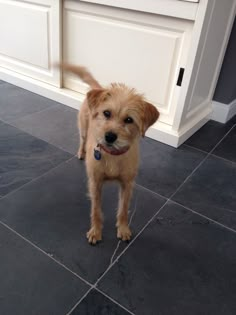 a brown dog standing on top of a kitchen floor