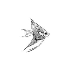 a black and white drawing of a fish