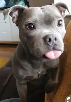 a gray dog with its tongue hanging out