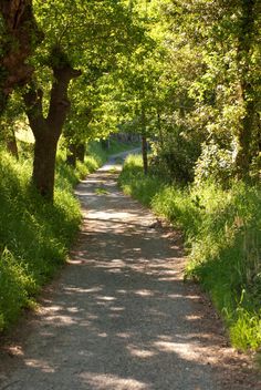 a dirt road surrounded by trees and grass