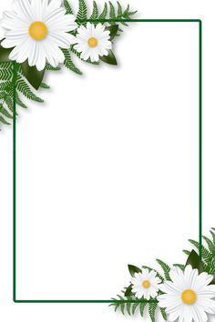 white daisies and green leaves on a white background with a square frame for text