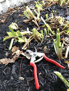 a pair of red handled pliers laying on top of mulch next to plants