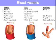 three types of blood vessels are shown in the diagram above, and below it is an illustration of what they look like