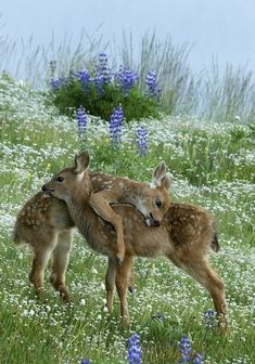 two baby deers are playing in the grass with each other's back legs