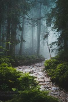 a path in the woods with trees and rocks on both sides, surrounded by fog