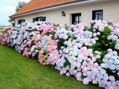 many different colored flowers in front of a house