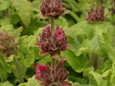 some very pretty flowers with green leaves in the background and one red flower is blooming