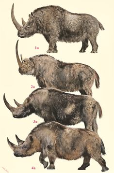 an image of some animals that are in different stages of their life cycle and numbers