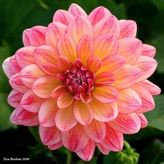 a pink and yellow flower with green leaves in the background