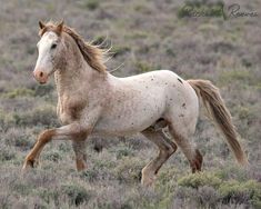 a white and brown horse running through a field