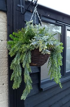 a plant hanging from the side of a building