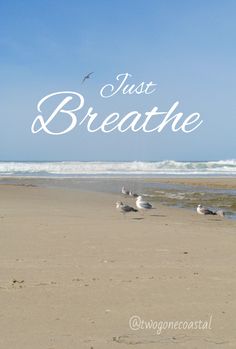 seagulls are standing on the beach with words just breathe in front of them