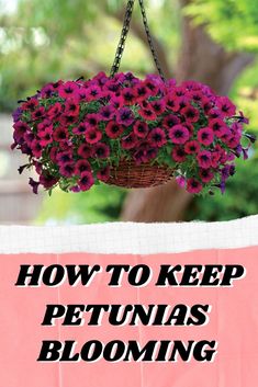 how to keep petunias blooming