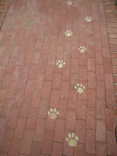 the dog is walking down the sidewalk with his paw prints on it