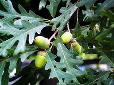 some green leaves and acorns on a tree