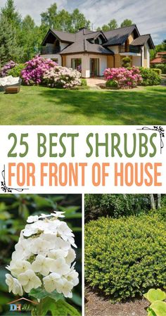 the 25 best shrubs for front of house