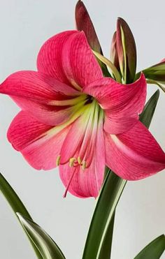 a pink flower with green leaves in a vase