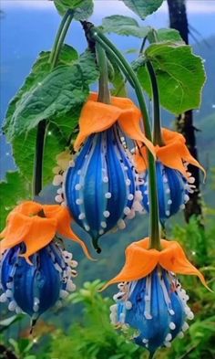 three blue and orange flowers hanging from a tree branch in front of green leaves with water behind them