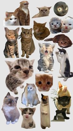 a bunch of cats that are all different colors