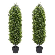 two potted trees are shown in front of each other, one is tall and the other is short