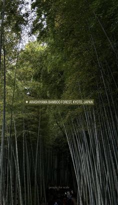 a group of people standing in the middle of a bamboo forest with lots of tall trees