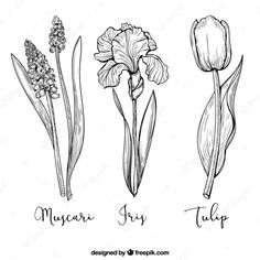 four different types of flowers are shown in this hand - drawn drawing style, including tulips and other flowers